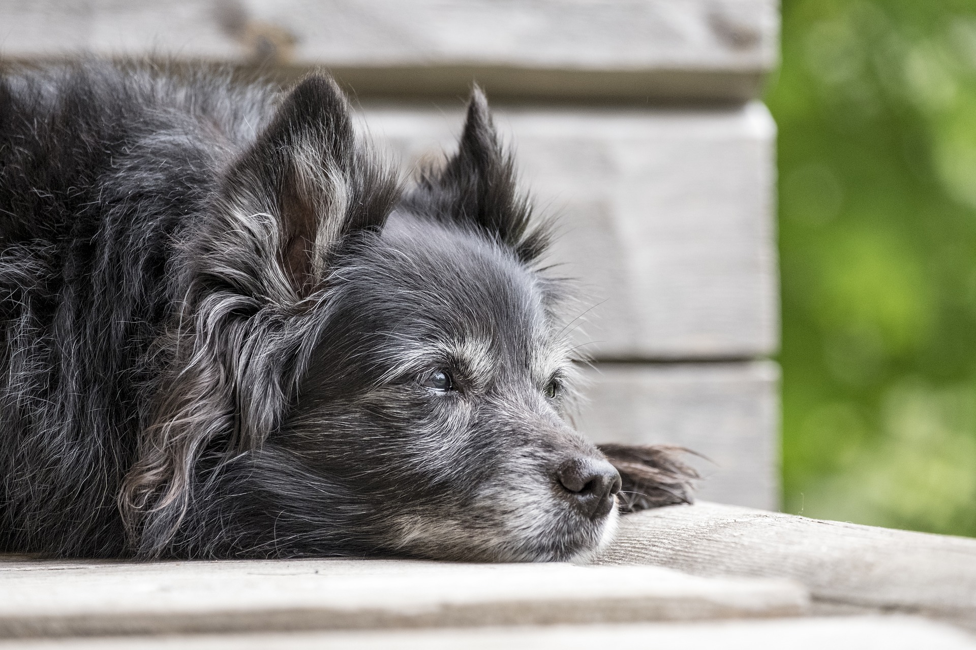 La morte di un cane amato può essere difficile quanto la scomparsa di una persona cara.