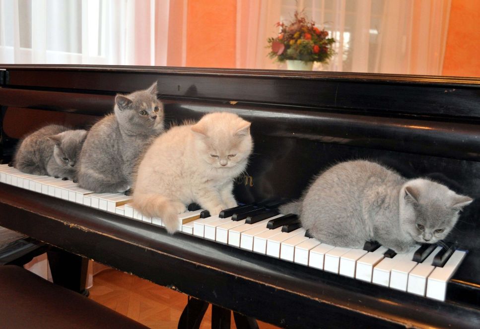 La musica rilassante per il gatto è costituita principalmente da brani classici, anche se sono disponibili anche CD speciali di musica per gatti calmante.