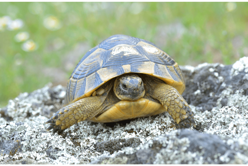 Quale terrario scegliere per la tartaruga greca e come nutrire questo rettile?