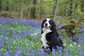 Il cane da montagna bernese combina grande forza, calma, dolcezza e amore per le coccole.