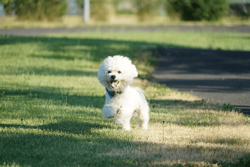I Bichon frise sono bellissimi cagnolini bianchi come la neve. Sono affettuosi, vivaci e socievoli. Sono ideali per le famiglie con bambini.
