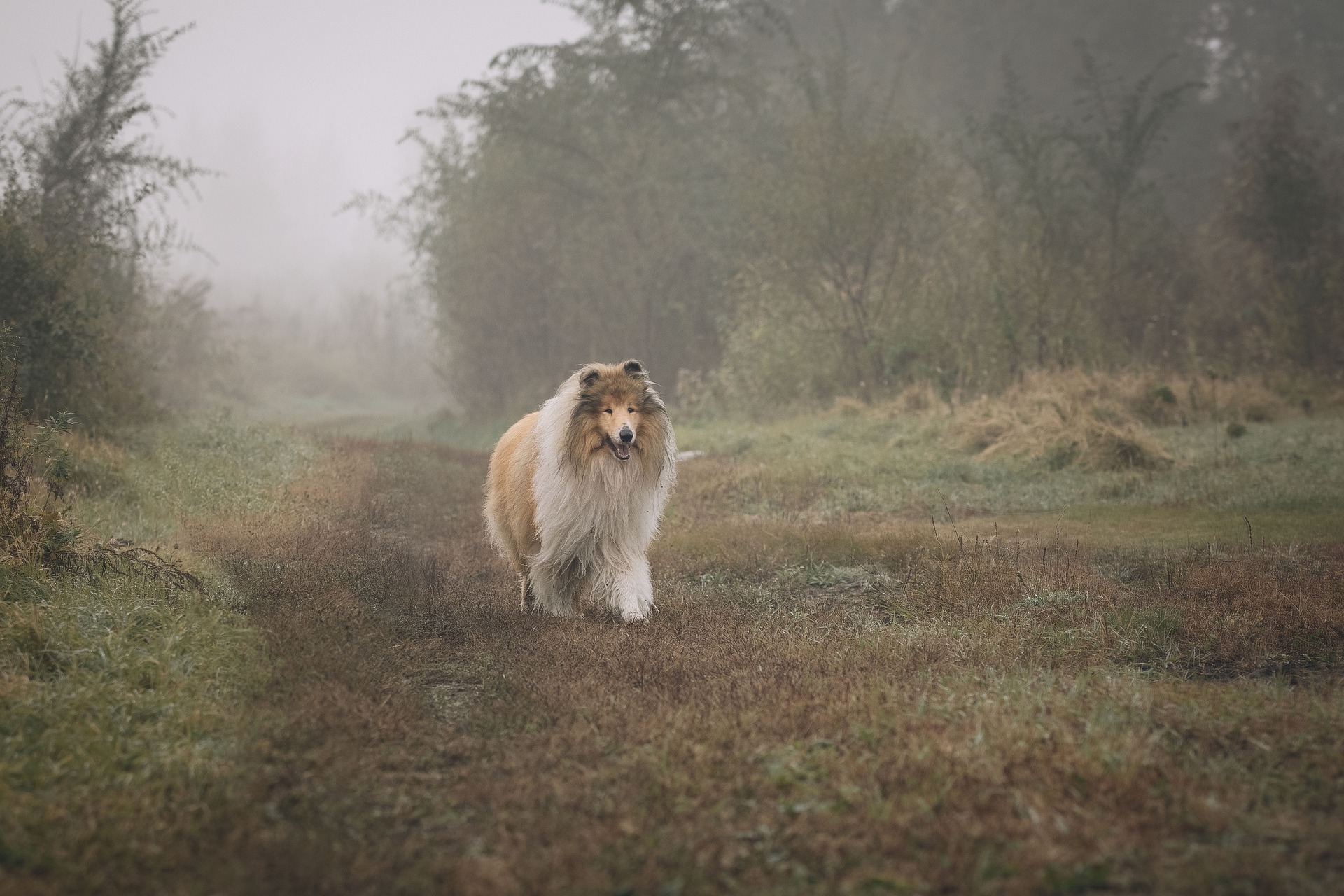 Il cane da pastore scozzese, protagonista del romanzo Lassie, era un cane fedele e familiare. Ma è davvero così? Leggete tutto sulla razza collie.