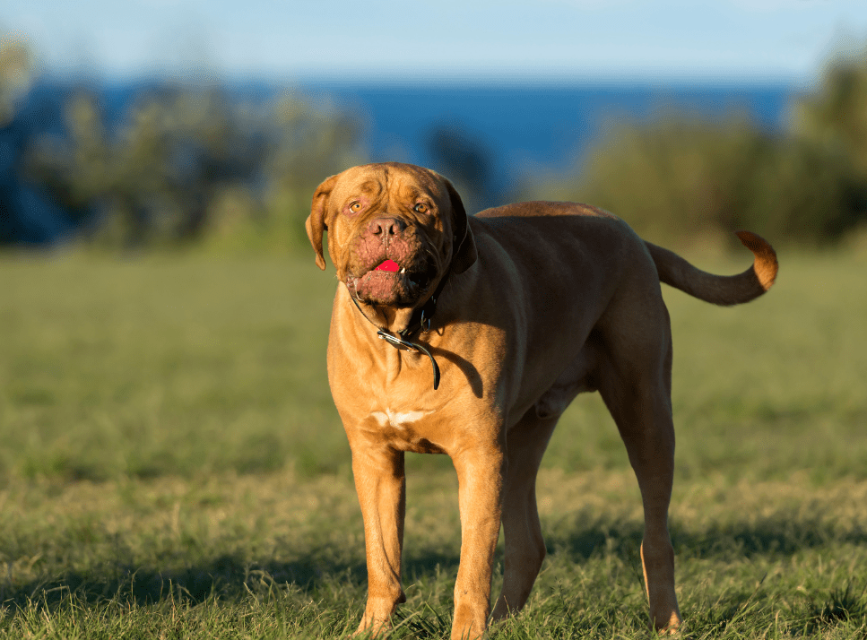 Come è fatto il Dogue de Bordeaux?