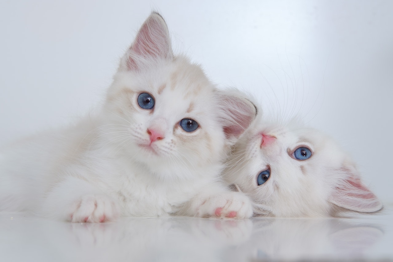 Il gatto più bello è quello felice. Ma guardate la classifica soggettiva delle razze più belle.