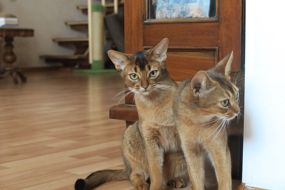 I gatti abissini sono socievoli e richiedono molta attenzione. Questo aspetto non va dimenticato quando si sceglie un amico a quattro zampe.