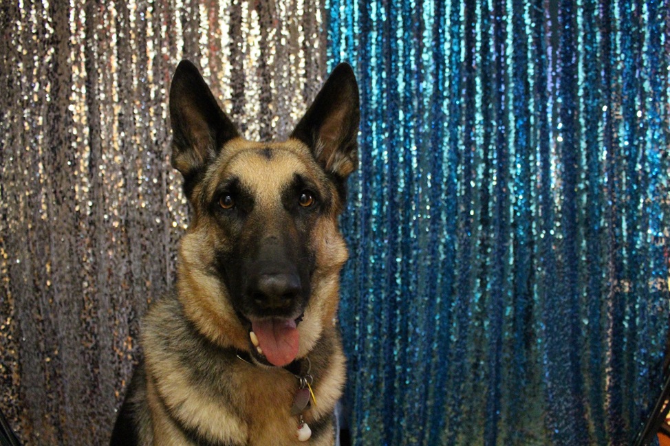 Un cane poliziotto ha di solito un solo conduttore. Non sempre lavora come cane da tracciamento o da pattuglia.