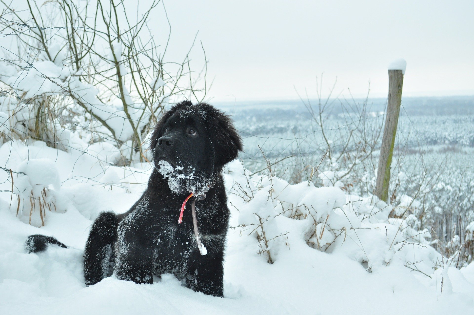 Il Terranova è un cane di taglia grande, dal temperamento moderato e dal carattere equilibrato. Ha una pelliccia spessa e densa.