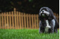 Lo Shih tzu è un cane di taglia inferiore, ma molto socievole e amichevole, con un carattere estremamente allegro.