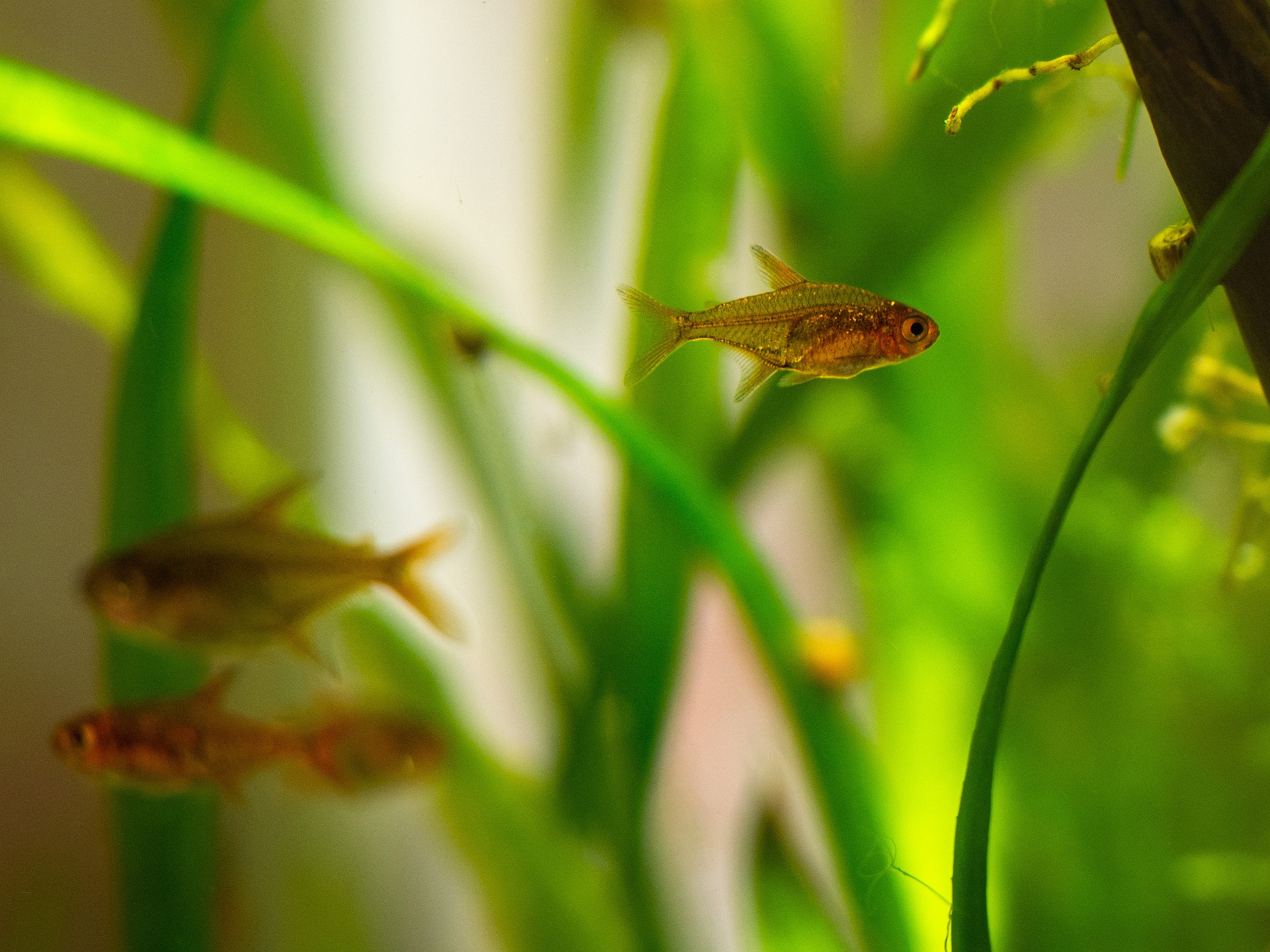 La varicella è una malattia infettiva causata da protozoi che possono entrare nell'acquario, ad esempio con il cibo vivo.