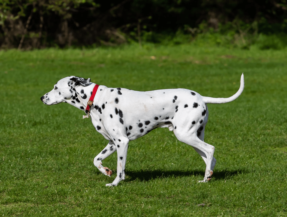 Il Dalmata è noto per la sua colorazione molto interessante. È un cane energico, socievole, coraggioso, affettuoso e attento.