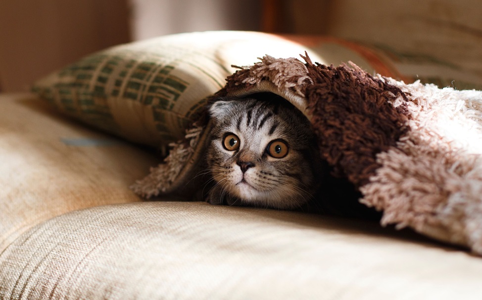 Il vomito è uno dei disturbi più comuni nei gatti. Scoprite quali sono le cause e come prevenirle.