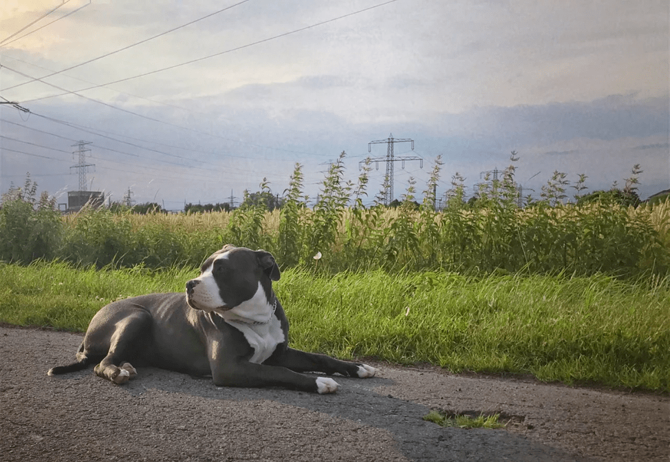 L'American Bully è un cane dall'aspetto minaccioso. È muscoloso, ma familiare e calmo.