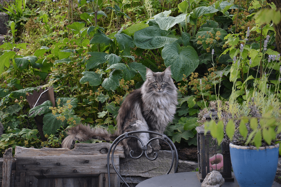 Il gatto delle foreste norvegesi è un animale dall'aspetto attraente, con un'eccellente agilità e un grande adattamento alle condizioni mutevoli.