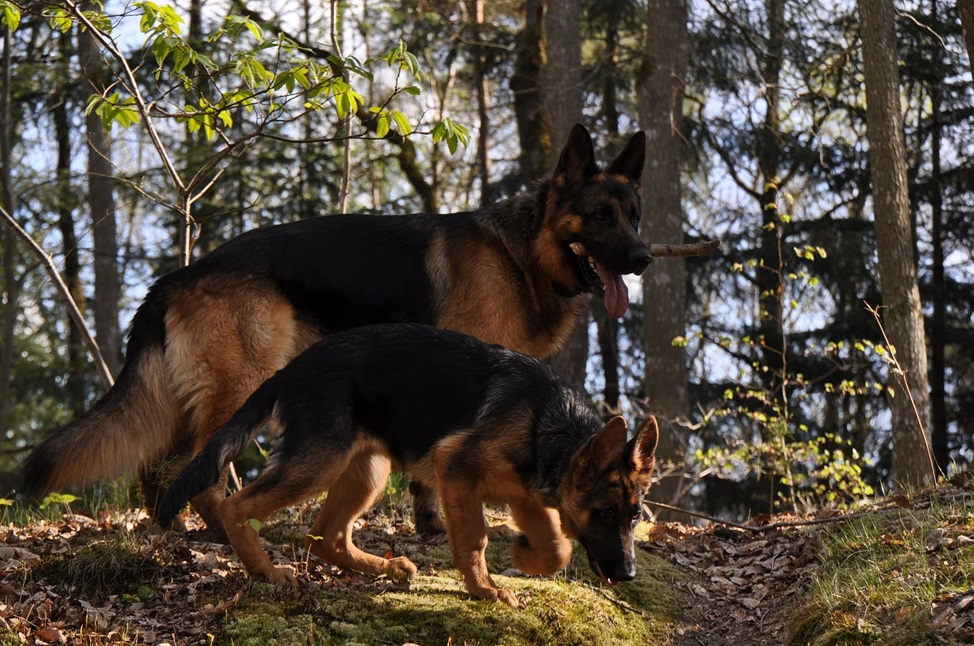 Il Pastore tedesco è una delle razze più popolari a livello globale. È un cane intelligente, sveglio e amichevole.