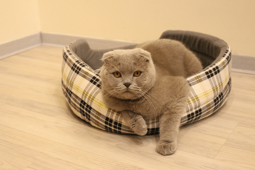 L'insufficienza renale nel gatto porta a una grave intossicazione dell'organismo. È importante reagire rapidamente ai sintomi della malattia.
