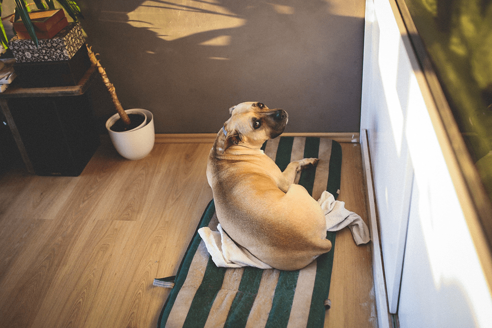 Il vomito nel cane non è solo il risultato di un'indigestione o di una malattia, ma talvolta è il risultato di un avvelenamento accidentale o intenzionale.