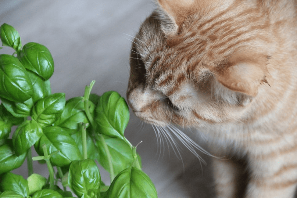 Ci sono piante in ogni casa, sono sicure per i gatti?