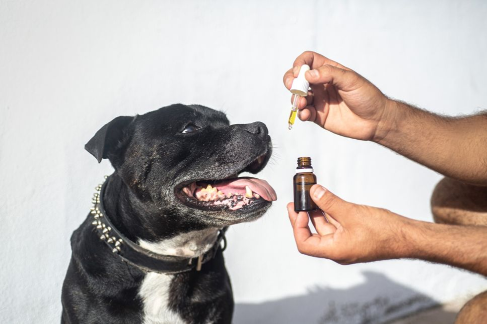 Un cane raffreddato, è possibile?