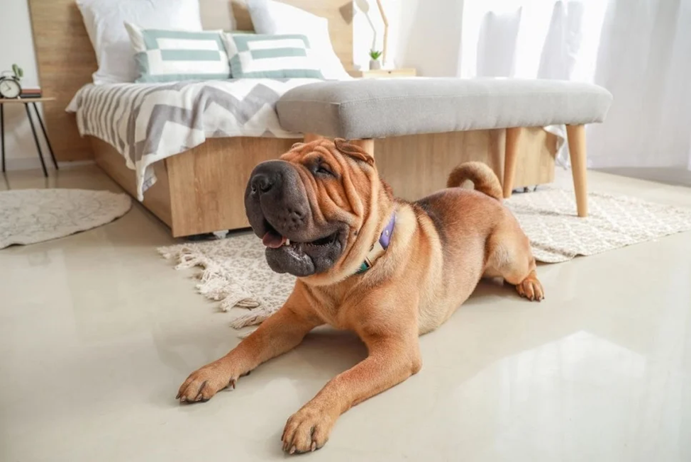 Quali sono i vantaggi e gli svantaggi di un cane con le pieghe - lo shar pei?