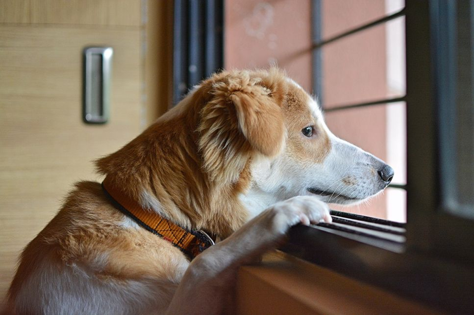 La tenia del cane è pericolosa per l'uomo? Come possiamo proteggere il nostro cane da questa malattia?