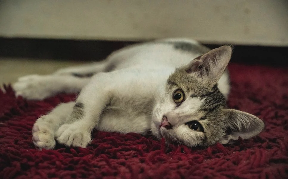 La tenia felina provoca molti danni all'organismo, indebolendolo gravemente. Come potete proteggere il vostro gatto da questa malattia?