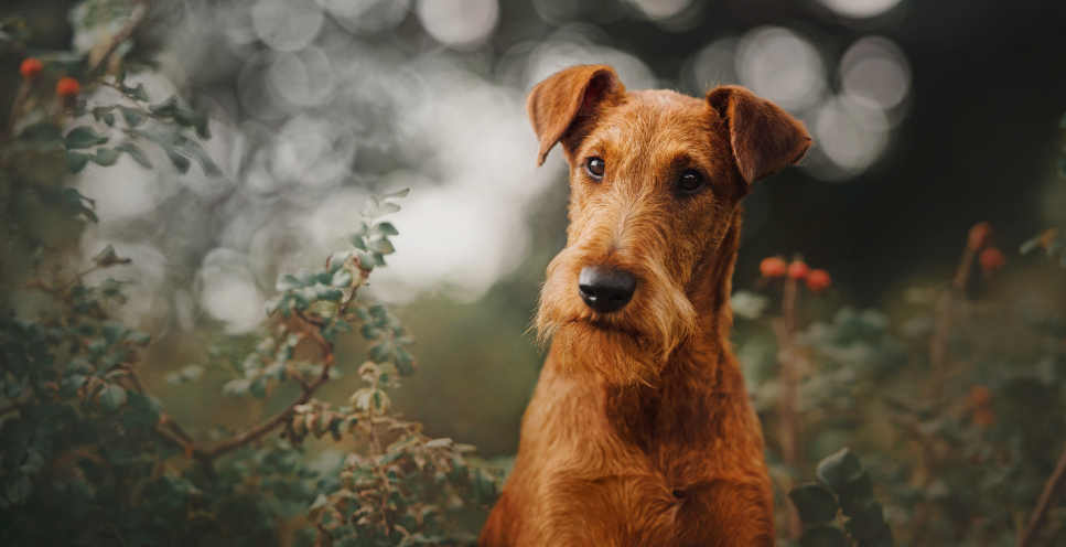 Informazioni chiave sulla razza canina Irish Terrier.