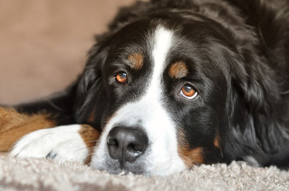 La torsione gastrica nel cane è una condizione grave che, se non viene notata in tempo, può portare anche alla morte dell'animale.