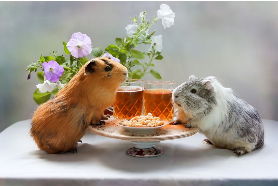 I porcellini d'India sono animali domestici molto diffusi. Un altro nome per un porcellino d'India è cavia. Sono estremamente carini, piccoli e mostrano un grande attaccamento al padrone.