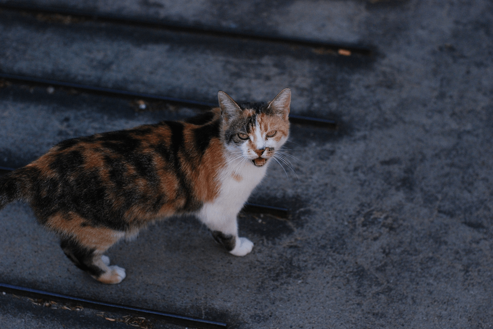 Da dove ha origine la coda vestigiale nel bobtail giapponese e a cosa è associata?