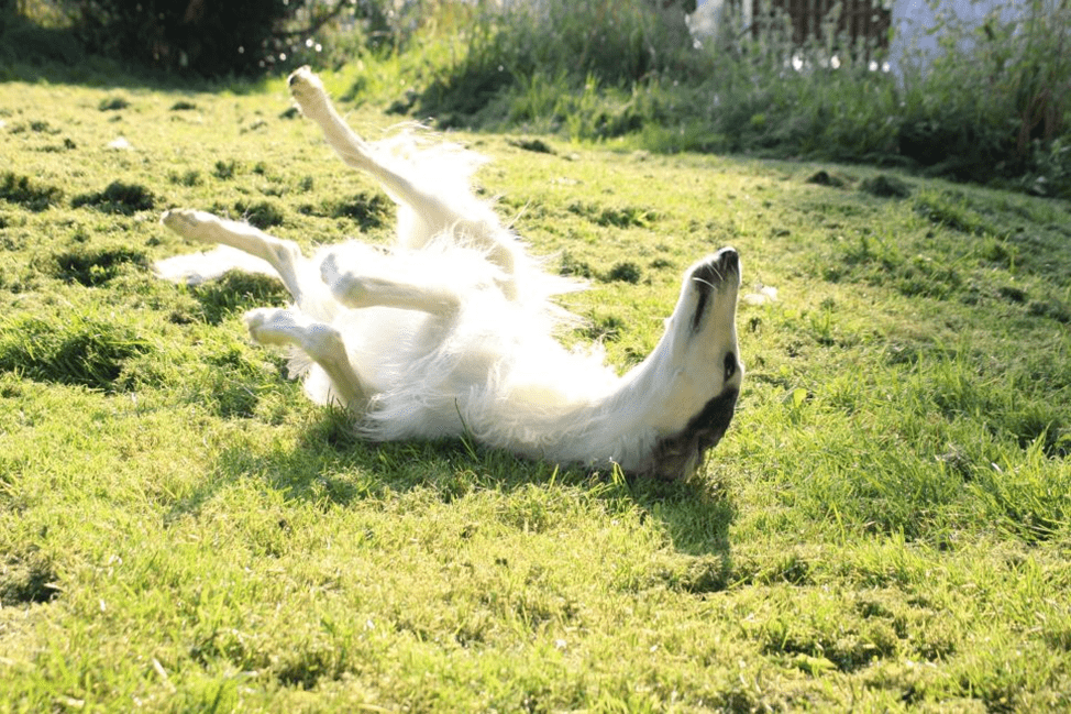 Il Borzoi, noto come Levriero russo, è un cane da caccia, oggi utilizzato soprattutto per la compagnia. È una delle razze più grandi.