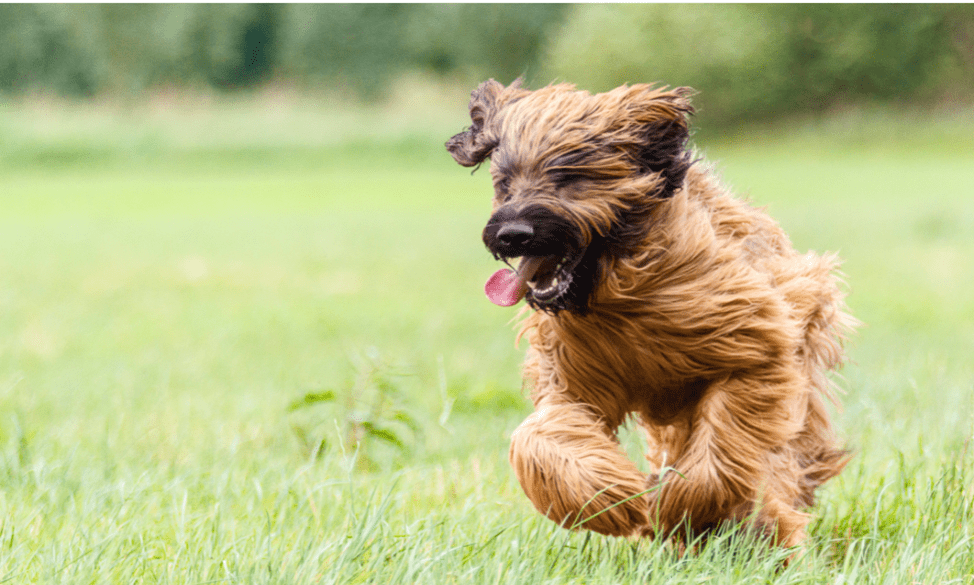 Quali sono le caratteristiche di questo briard francese?