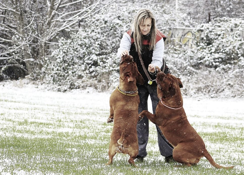 I San Bernardo, i cani lupo irlandesi e i cani da pastore tedesco sono considerati le razze canine più grandi.