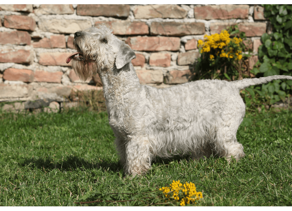 Descrizione della razza terrier boemo.