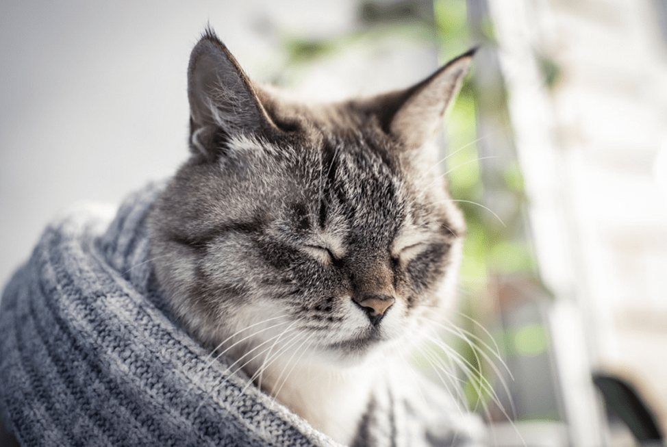 Quali sono i sintomi dell'epilessia nel gatto?