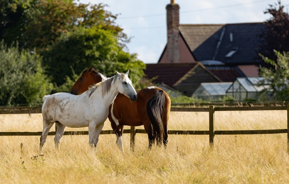 Scoprite quali sono le malattie equine più comuni e come prevenirle.