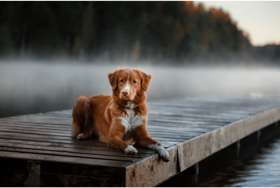 Nova Scotia duck tolling retriever - carattere, prezzo, cura.