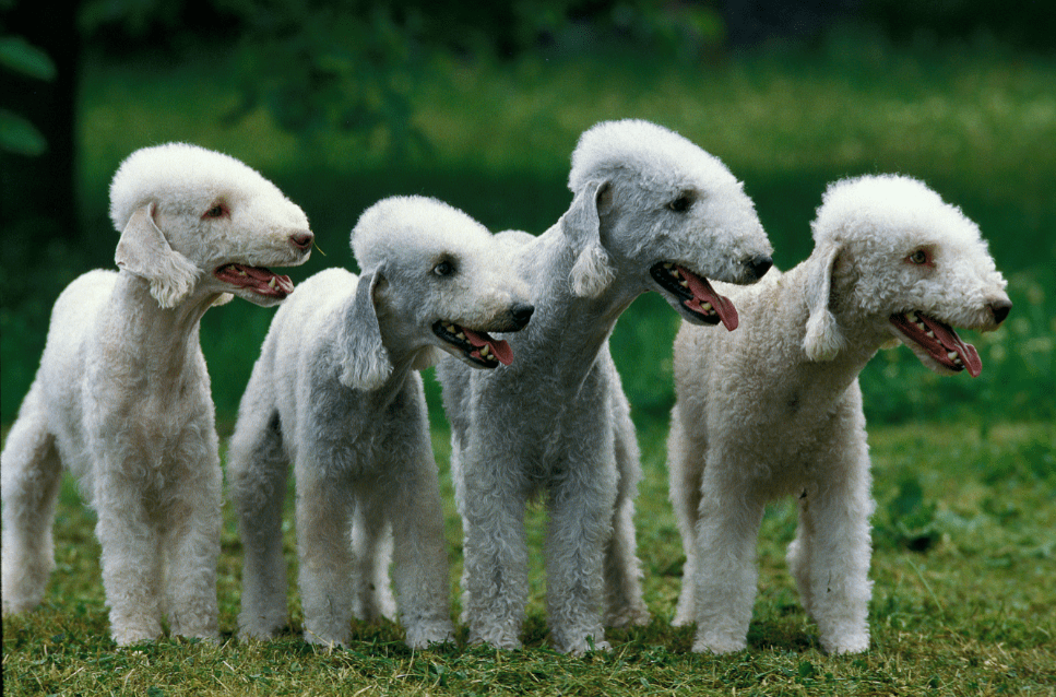 I Bedlington Terrier hanno l'aspetto di una pecora, ma il loro carattere è quasi da lupo! Cosa ci si deve aspettare da questa razza di cani? Scopritelo!