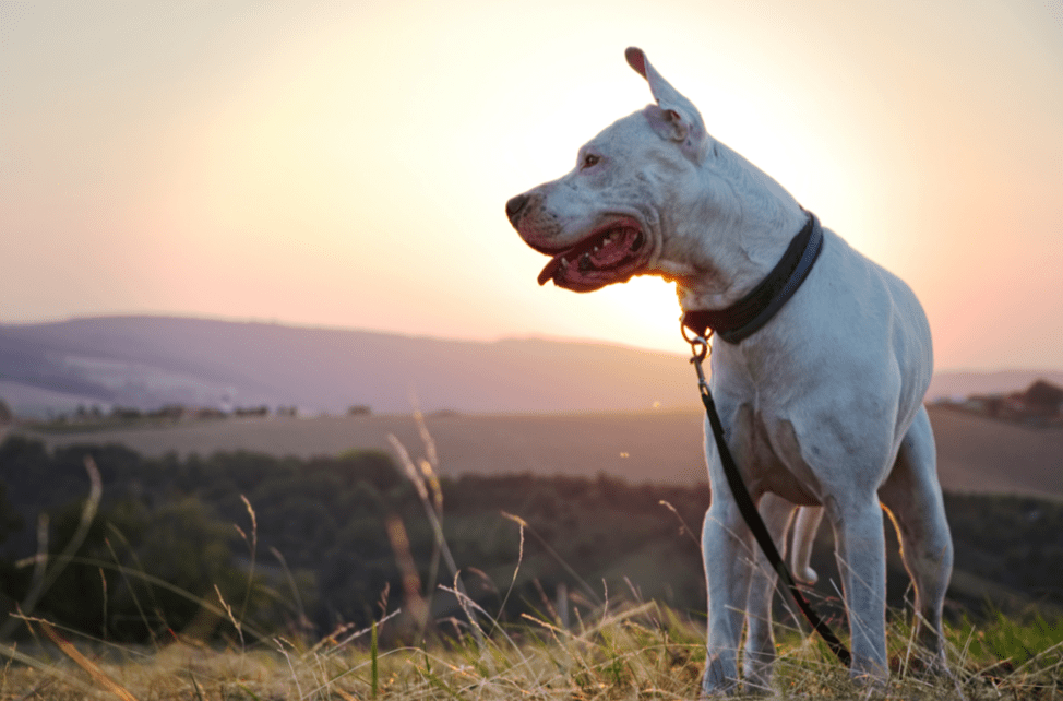 Il cane canarino è spesso confuso con il cane corso o il cane di Maiorca.
