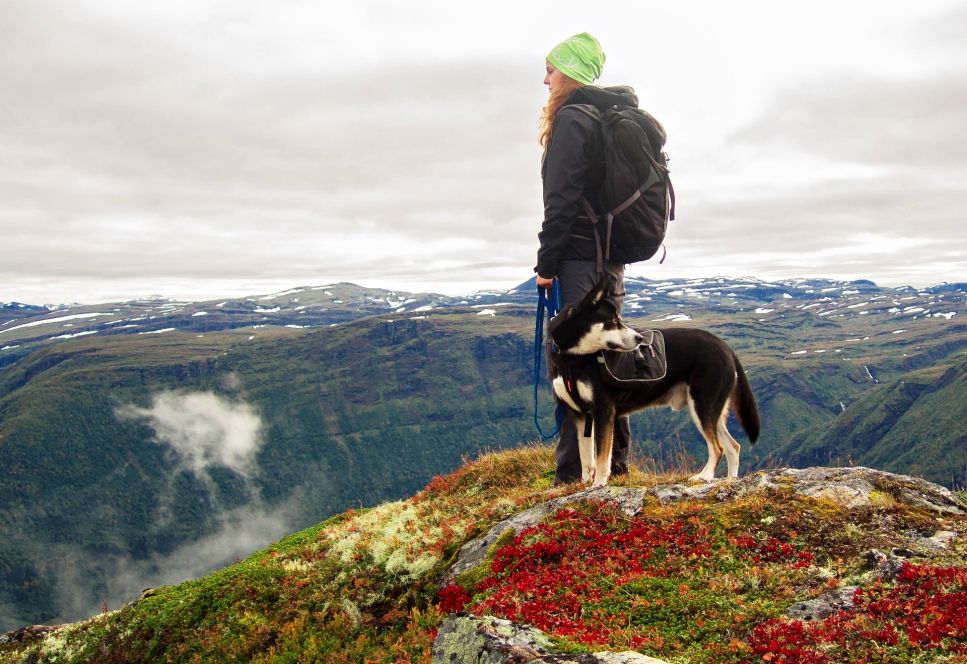 Scoprite i vantaggi del dogtrekking con il vostro cane.