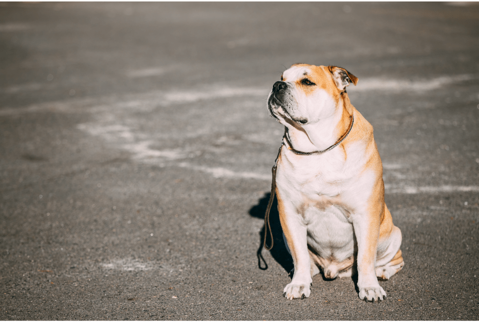 Il cane di Maiorca è un cane classificato come razza aggressiva. È legittimo?