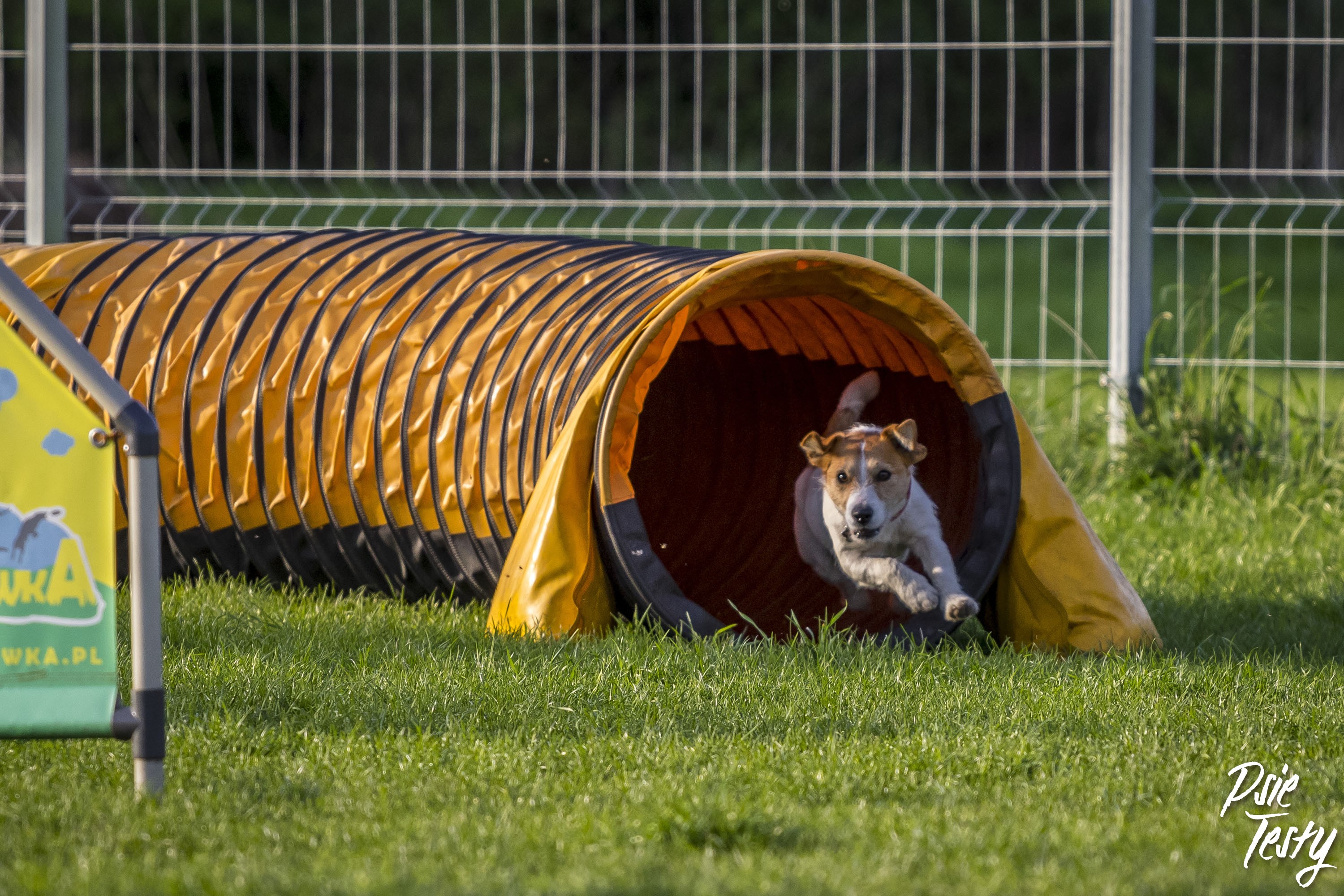 Sport per cani, come fare per rendere attivo un cane?