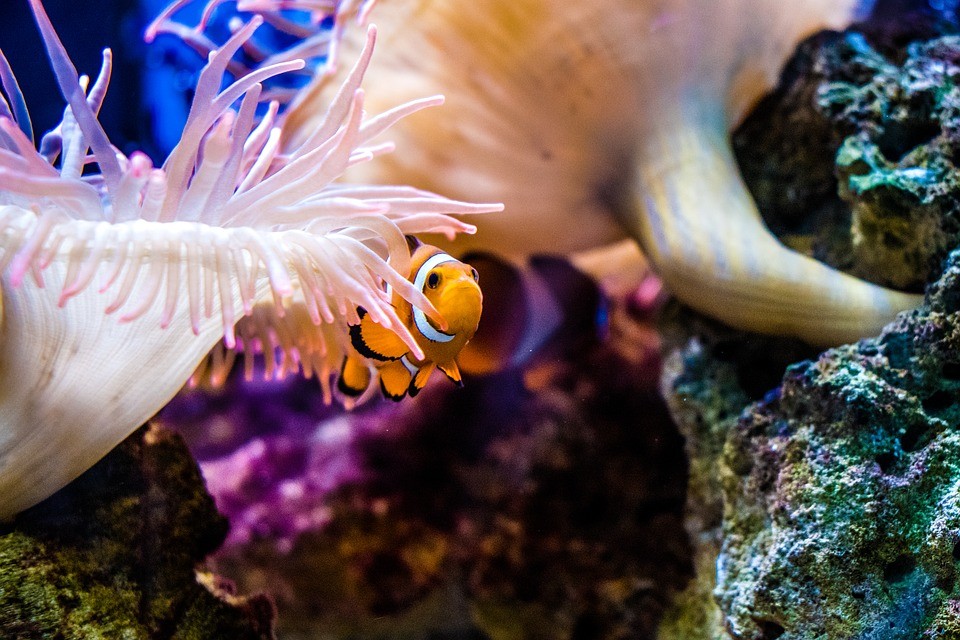 Come prepararsi per il primo acquario - allestimento del primo acquario