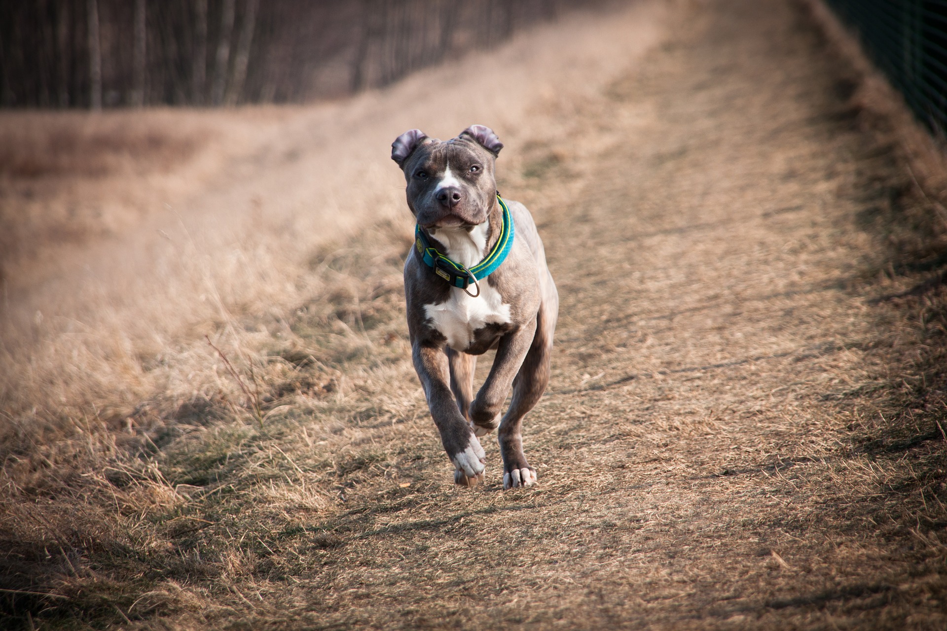 Come si fa a portare a spasso il cane in sicurezza quando fuori è già buio?
