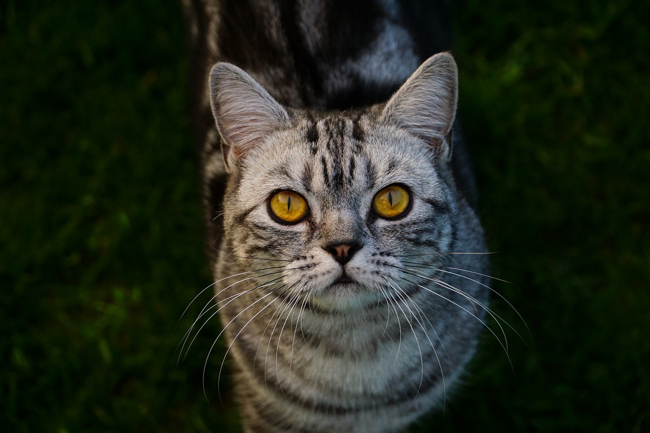 Enciclopedia dei gatti: gatto British Shorthair