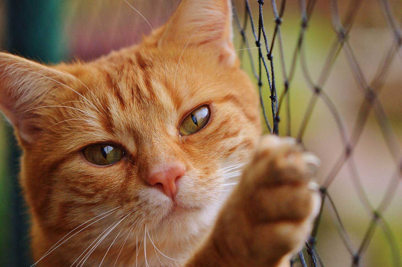 Create un luogo sicuro per il vostro gatto. Proteggete finestre e balconi.