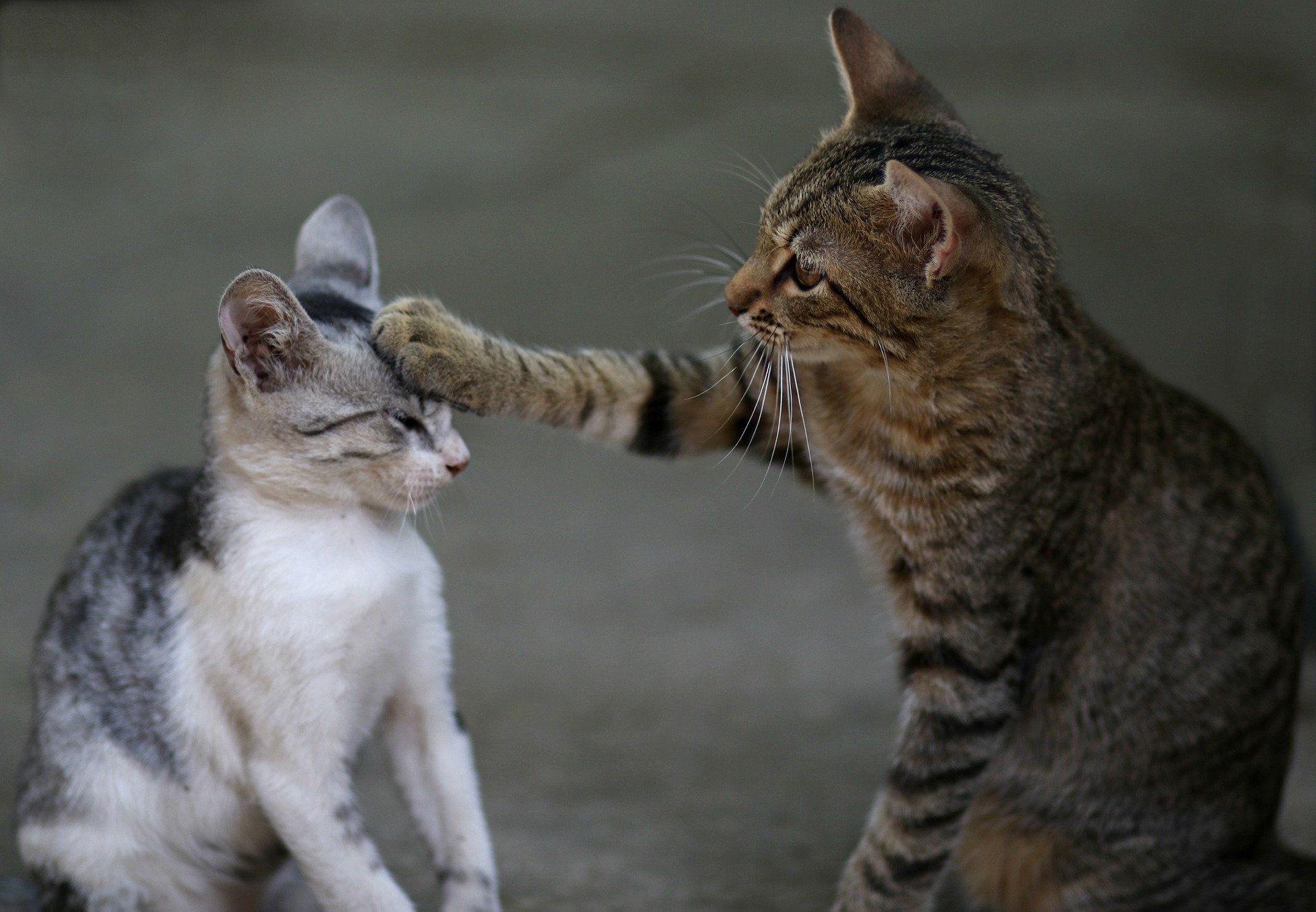 L'introduzione di un nuovo animale, soprattutto un gatto, in casa richiede l'uso della socializzazione con l'isolamento. In caso contrario, i gatti saranno sottoposti a un'enorme quantità di stress e a continui litigi.
