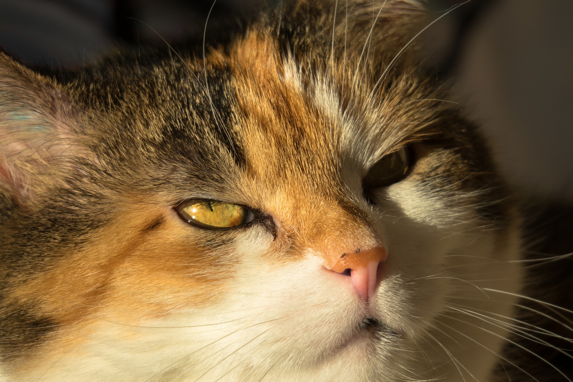 Il tuo gatto starnutisce e ti chiedi perché? Le ragioni sono molteplici e vale la pena conoscerle per poter aiutare il tuo animale in tempo.