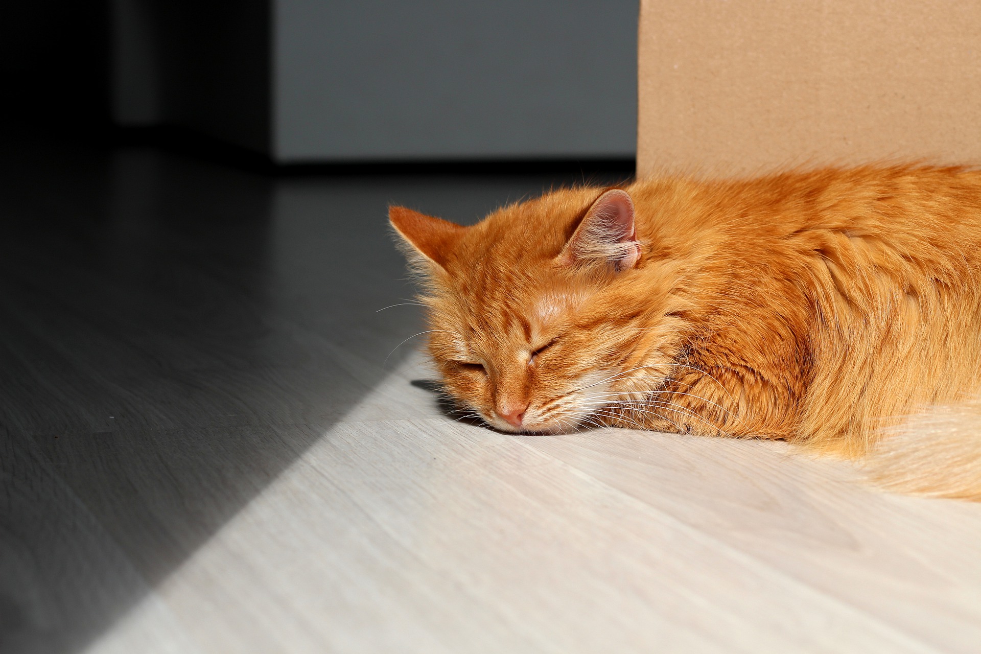 Perché il vostro gatto è diventato triste e indifferente invece di essere felice di rivedervi? Abbiamo già spiegato questo comportamento del gatto.