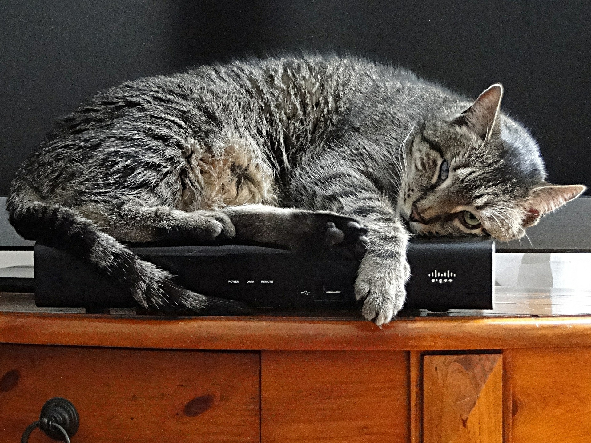 Il nascondersi di un gatto può avere molte cause, comprese quelle legate a una malattia.
