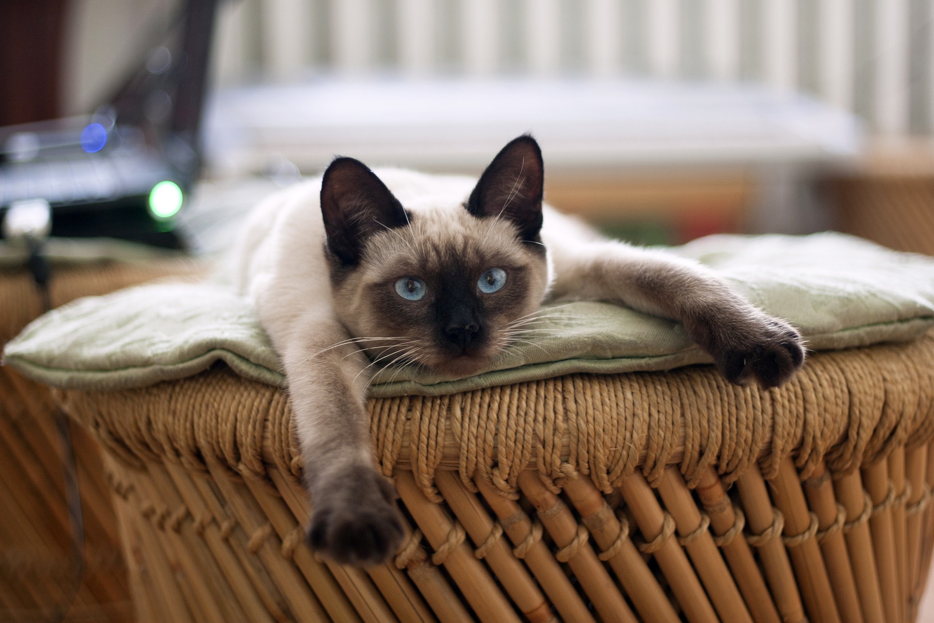 Enciclopedia del gatto: Gatto tailandese (Thai)